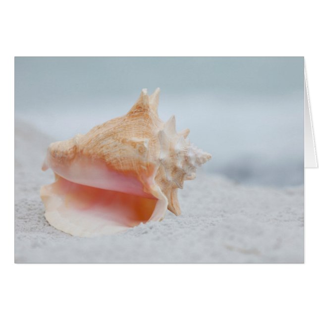 Conch Shell (Voorkant Horizontaal)