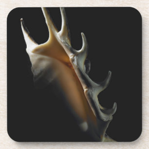 Conch shell bier onderzetter