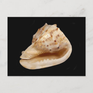 Conch Shell Briefkaart