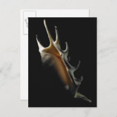 Conch shell briefkaart (Voorkant / Achterkant)