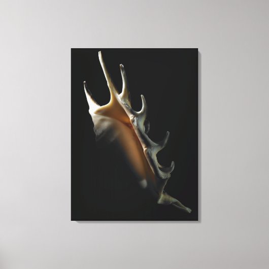 Conch shell canvas afdruk (Voorkant)