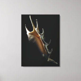 Conch shell canvas afdruk