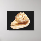 Conch Shell Canvas Print (Voorkant)