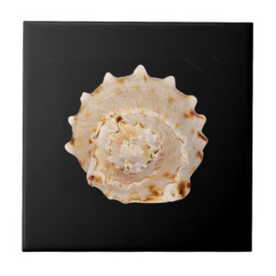 Conch Shell Ceramic Photo Tegel Tegeltje