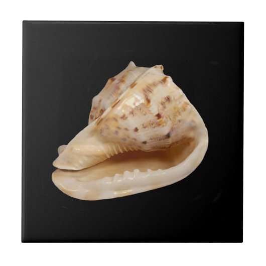 Conch Shell Ceramic Photo Tegel Tegeltje (Voorkant)