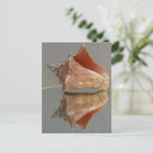 Conch Shell en zijn reflectie Briefkaart (Staand voorkant)