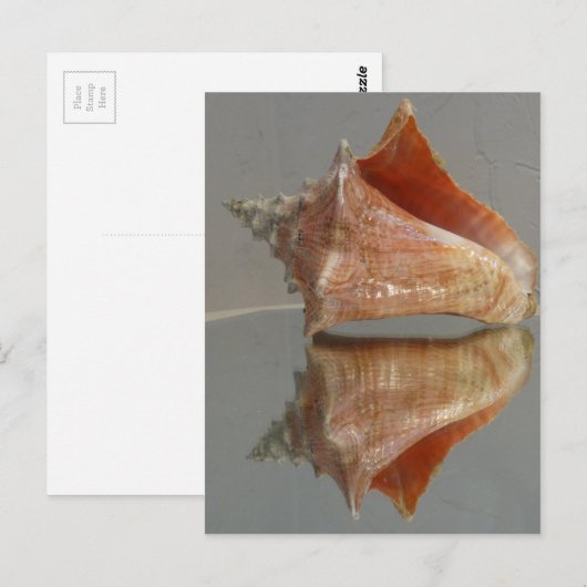 Conch Shell en zijn reflectie Briefkaart (Voorkant / Achterkant)