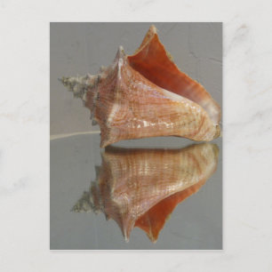 Conch Shell en zijn reflectie Briefkaart