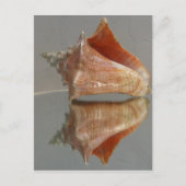 Conch Shell en zijn reflectie Briefkaart (Voorkant)