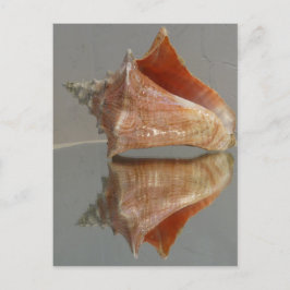 Conch Shell en zijn reflectie Briefkaart