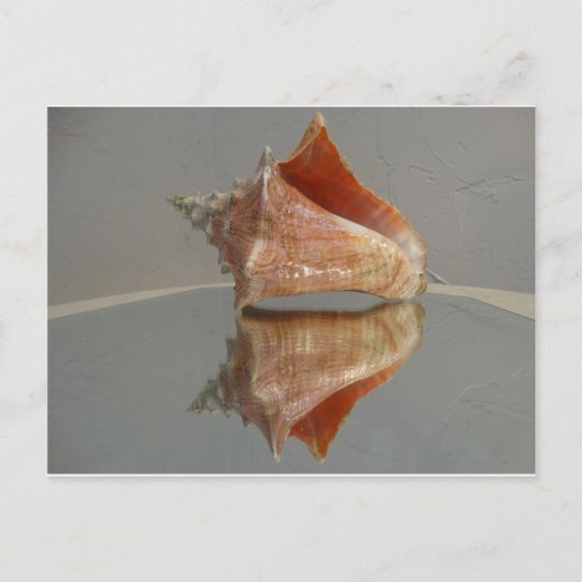 Conch Shell en zijn reflectie Briefkaart (Voorkant)