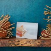 Conch Shell | Florida Fotoplaat (Zijkant)