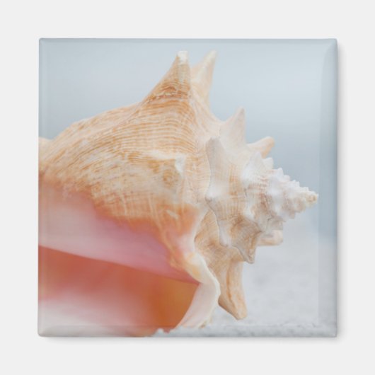 Conch Shell | Florida Magneet (Voorkant)