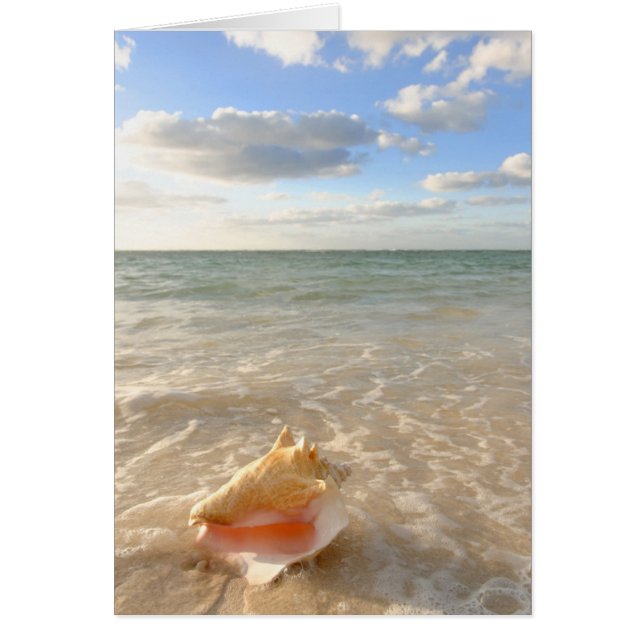 Conch Shell in zand op tropisch strand (Voorkant)