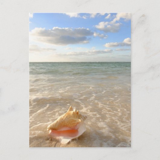 Conch Shell in zand op tropisch strand Briefkaart (Voorkant)