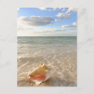Conch Shell in zand op tropisch strand Briefkaart