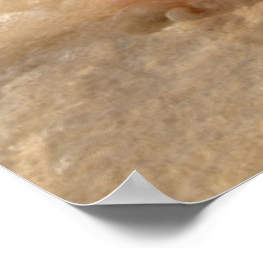 Conch Shell in zand op tropisch strand Poster (Hoek)