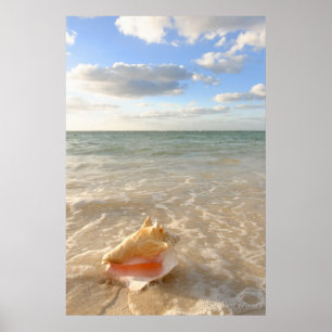 Conch Shell in zand op tropisch strand Poster