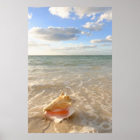 Conch Shell in zand op tropisch strand Poster (Voorkant)