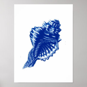 Conch Shell, Indigo Blue en White Poster