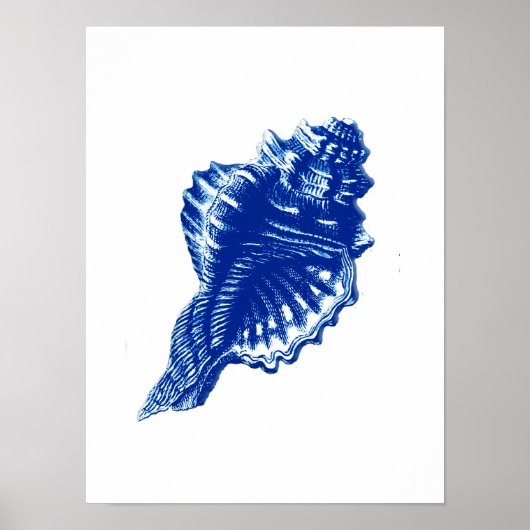Conch Shell, Indigo Blue en White Poster (Voorkant)