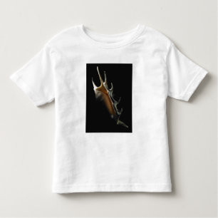 Conch shell kinder shirts
