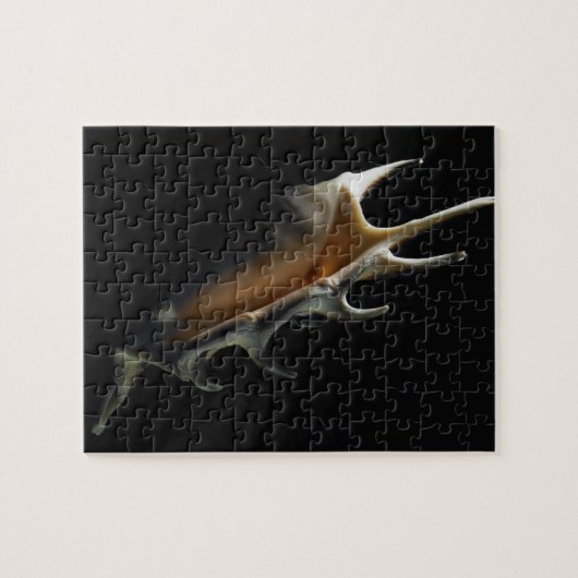 Conch shell legpuzzel (Horizontaal)