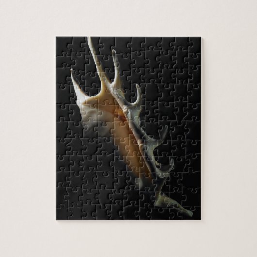 Conch shell legpuzzel (Verticaal)
