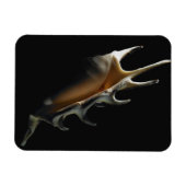 Conch shell magneet (Horizontaal)