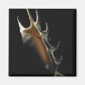 Conch shell magneet (Voorkant)