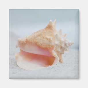 Conch Shell Magneet