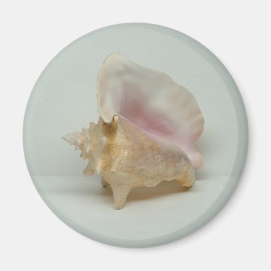 CONCH SHELL magneet (rond) (Voorkant)
