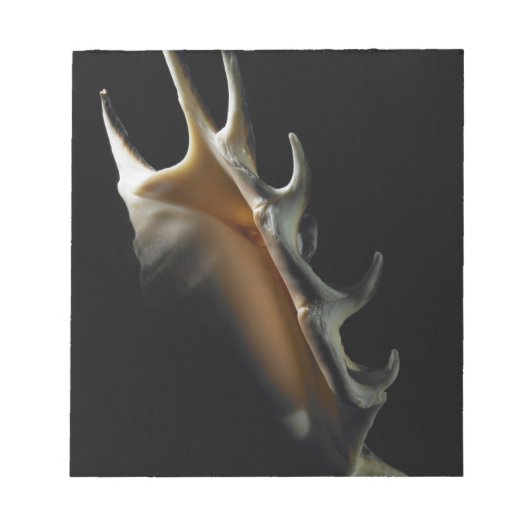 Conch shell notitieblok (Voorkant)