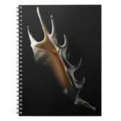 Conch shell notitieboek (Voorkant)