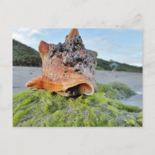 Conch Shell op de Beach Briefkaart