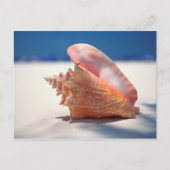 Conch Shell op strand 2 Briefkaart (Voorkant)