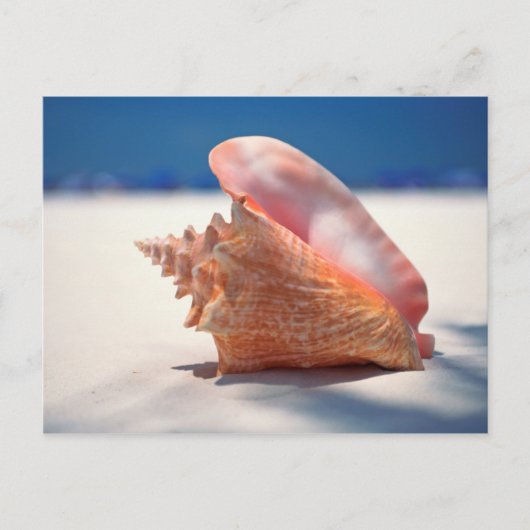 Conch Shell op strand 2 Briefkaart (Voorkant)