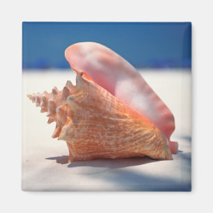 Conch Shell op strand 2 Magneet