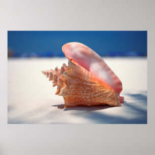 Conch Shell op strand 2 Poster