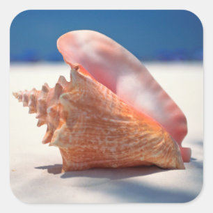 Conch Shell op strand 2 Vierkante Sticker