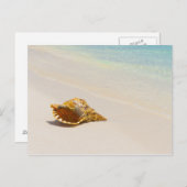 Conch Shell op strand 3 Briefkaart (Voorkant / Achterkant)