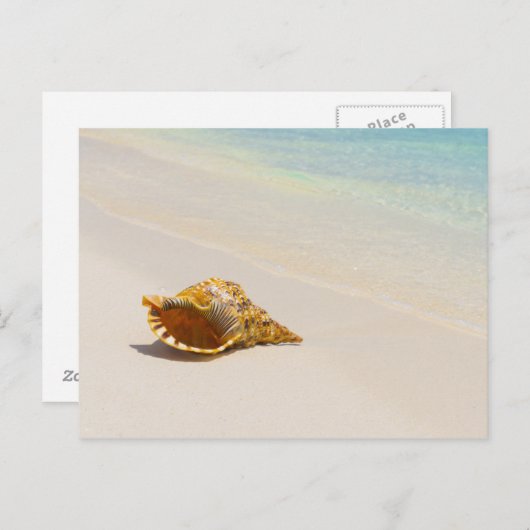 Conch Shell op strand 3 Briefkaart (Voorkant / Achterkant)