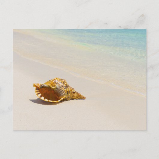 Conch Shell op strand 3 Briefkaart (Voorkant)