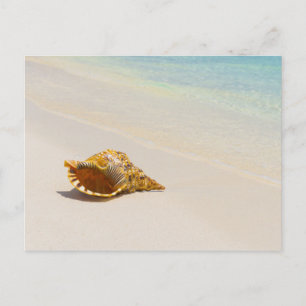 Conch Shell op strand 3 Briefkaart