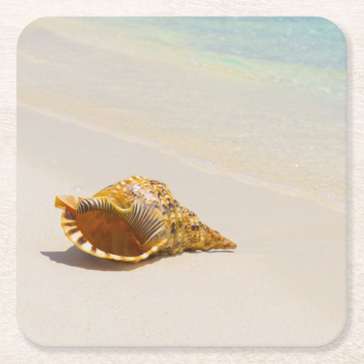 Conch Shell op strand 3 Kartonnen Onderzetters (Voorkant)