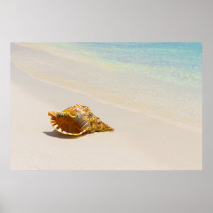 Conch Shell op strand 3 Poster