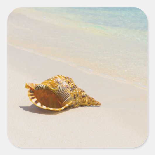 Conch Shell op strand 3 Vierkante Sticker (Voorkant)