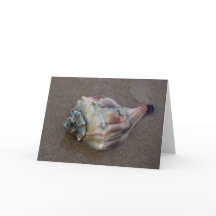 Conch Shell op strand