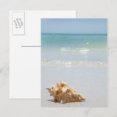 Conch Shell op strand | Florida, Sint-Petersburg Briefkaart (Voorkant / Achterkant)