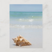 Conch Shell op strand | Florida, Sint-Petersburg Briefkaart (Voorkant)